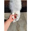 Image 3 : Arctic Fox Fur Pelt Taxidermy