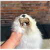 Image 4 : Arctic Fox Fur Pelt Taxidermy