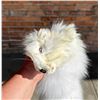 Image 5 : Arctic Fox Fur Pelt Taxidermy