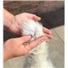 Image 6 : Arctic Fox Fur Pelt Taxidermy