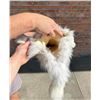 Image 7 : Arctic Fox Fur Pelt Taxidermy