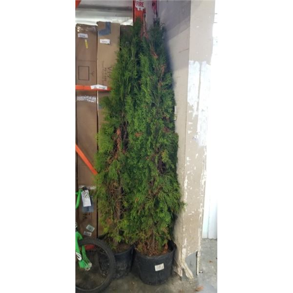 2 6FT EMERALD CEDAR HEDGES