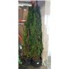 Image 1 : 2 6FT EMERALD CEDAR HEDGES