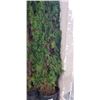 Image 2 : 2 6FT EMERALD CEDAR HEDGES