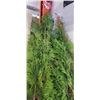 Image 3 : 2 6FT EMERALD CEDAR HEDGES