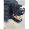 Image 2 : BEAR HEAD PROP
