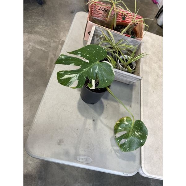 2 BOXES OF SPIDER PLANTS, JARS ETC