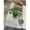 Image 1 : 2 BOXES OF SPIDER PLANTS, JARS ETC