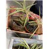 Image 2 : 2 BOXES OF SPIDER PLANTS, JARS ETC