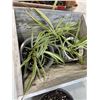 Image 3 : 2 BOXES OF SPIDER PLANTS, JARS ETC