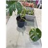 Image 4 : 2 BOXES OF SPIDER PLANTS, JARS ETC