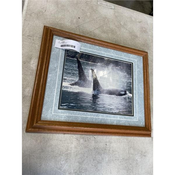 SIGNED ORCA PRINT