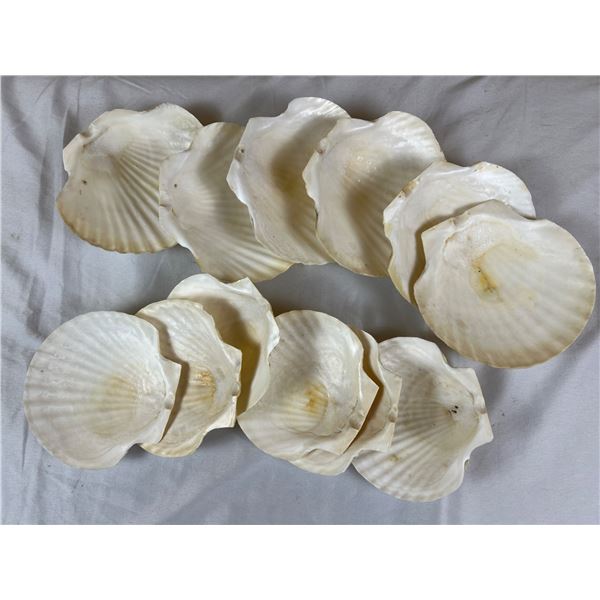Seashells
