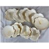 Image 1 : Seashells