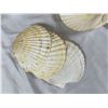 Image 2 : Seashells