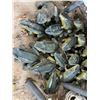 Image 4 : Garden Frogs