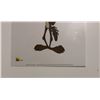 Image 2 : Wile E. Coyote 6x8 Serigraph by Authentic Images