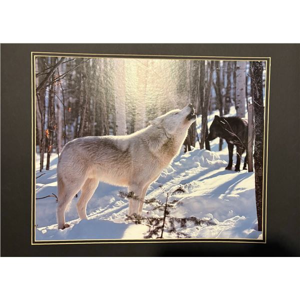 White & Black Wolves in Winter Photographic Print