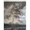 Image 10 : The Wind in the Birch Woods Isle of Arran Print Framed Signed by Artist MacWhir