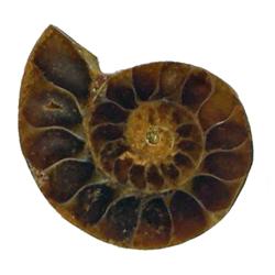 23.81ct Opalized Prehistoric Ammonite Jewelry Cut Half (GEM-22399)