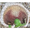 Image 2 : Concrete Leaf Birdbath With Frog And Tree Base Garden Ornament