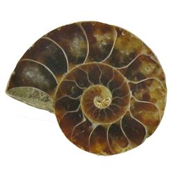 33.5ct Opalized Prehistoric Ammonite Jewelry Cut Half (GEM-22402)