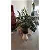 Image 2 : LARGE POTTED ZZ PLANT ON PEDESTAL