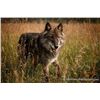Image 2 : Yamnuska Wolfdog Sanctuary