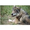 Image 3 : Yamnuska Wolfdog Sanctuary
