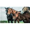 Image 2 : Four (4) Eqvalan Horse Dewormer Tubes