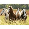 Image 2 : Four (4) Eqvalan Horse Dewormer Tubes