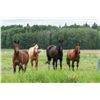 Image 2 : Four (4) Eqvalan Horse Dewormer Tubes