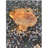 Image 2 : Maple Burl Wood Table