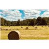 Image 2 : LIVE AUCTION ITEM - Five (5) Round Bales of Hay
