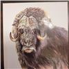 Image 1 : 2015 Canada $100 Fine Silver Coin The Muskox Ancient Dweller of the High Arctic with COA