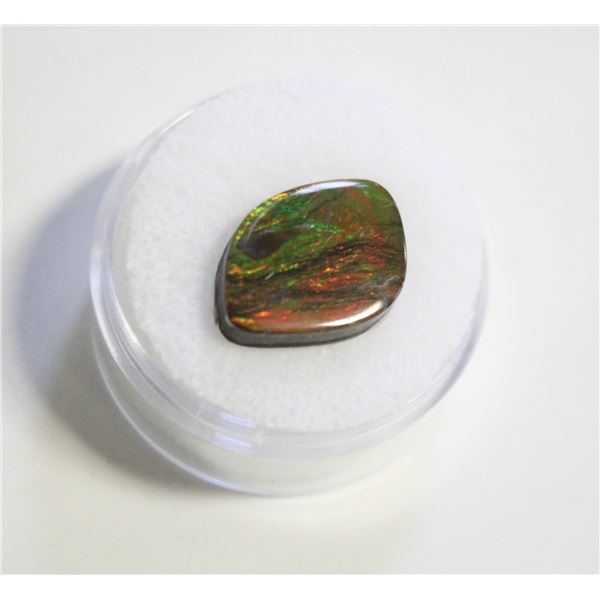 7.05CT FREEFORM AMMOLITE DOUBLET