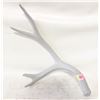 Image 1 : NATURAL SHED ANTLER PAINTED GREY