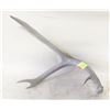Image 1 : NATURAL SHED ANTLER PAINTED GREY