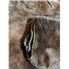 Image 7 : Late 19th Century Bear Fur Stage Coat by Gordon Ferguson St. Paul, Minnesota