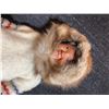 Image 4 : HBC Inuit 1920’s Doll With Fur Trim, Handmade Seal Skin Mittens lg/xlg. Beaded Necklaces An