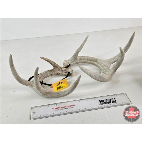 Deer Antler Sheds (2)