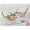 Image 1 : Deer Antler Sheds (2)