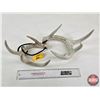 Image 2 : Deer Antler Sheds (2)