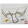 Image 3 : Deer Antler Sheds (2)