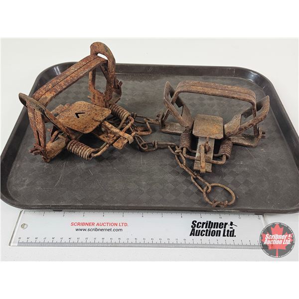2 Coil Spring Leghold Traps