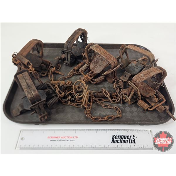 6 Woods Coil Spring Leghold Traps