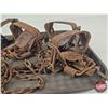 Image 2 : 6 Woods Coil Spring Leghold Traps