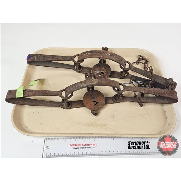 2 Victor Double Long Spring Leghold Traps