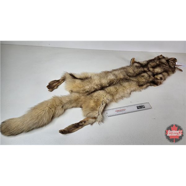 White Coyote Pelt (Consignor Tag: White Coyote : Professional Soft Tan : 41 Inches Long from Nose to