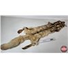 Image 1 : White Coyote Pelt (Consignor Tag: White Coyote : Professional Soft Tan : 41 Inches Long from Nose to